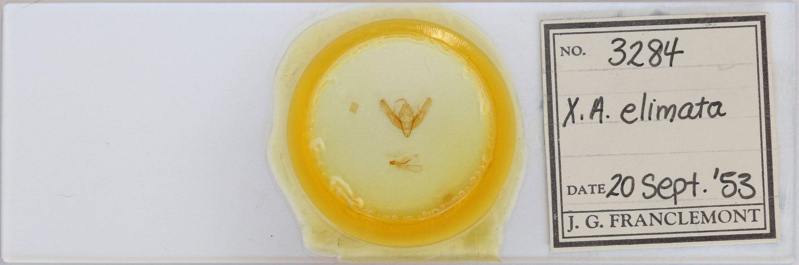 slide view of adult Xestia elimata