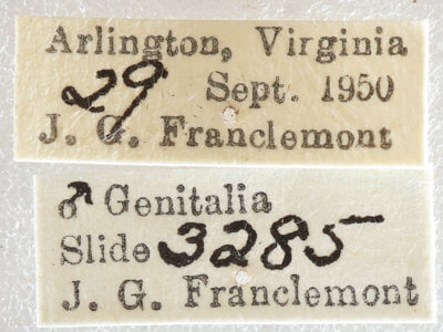 label view of adult Xestia elimata