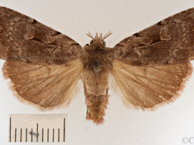 dorsal view of adult Xestia elimata