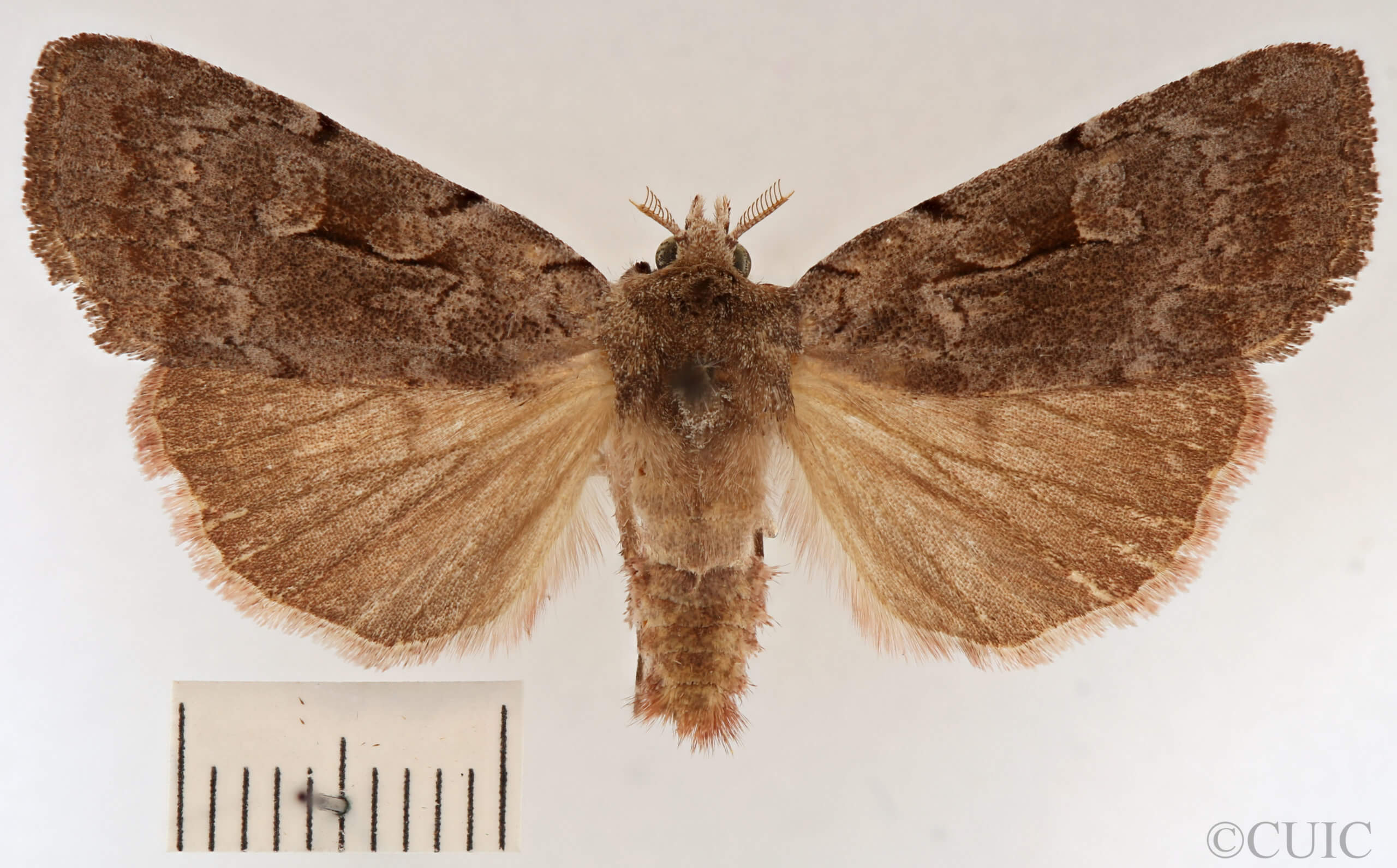 dorsal view of adult Xestia elimata