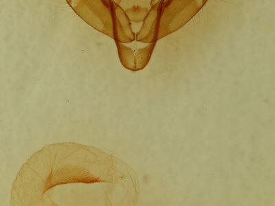 genitalia view of adult Xestia elimata