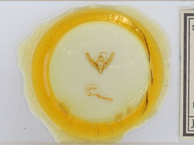 slide view of adult Xestia elimata