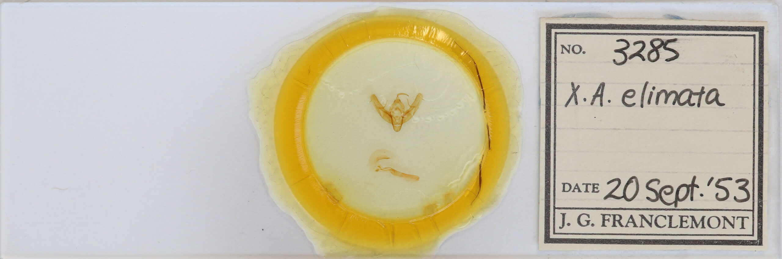 slide view of adult Xestia elimata