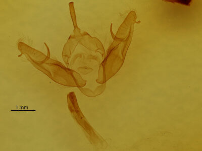 genitalia view of adult Xestia dilucida