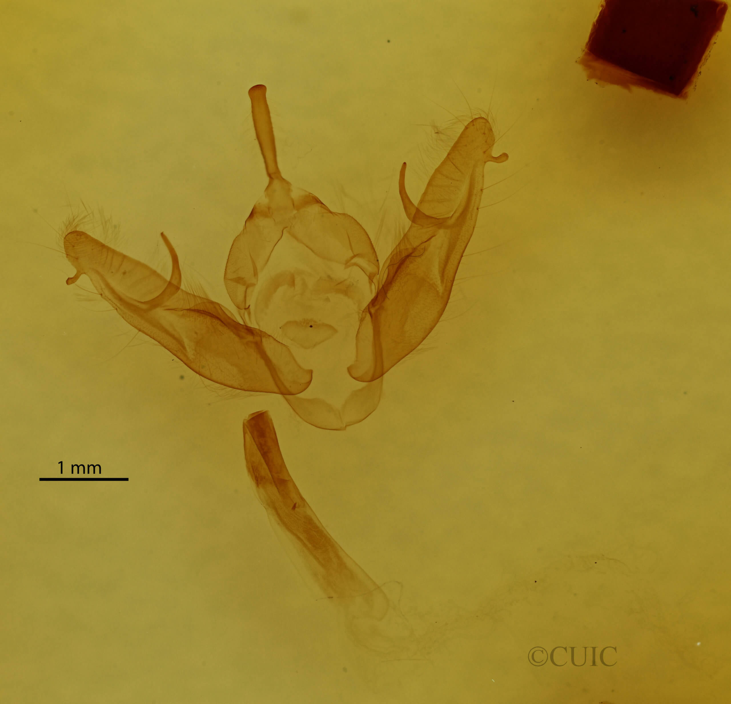 genitalia view of adult Xestia dilucida