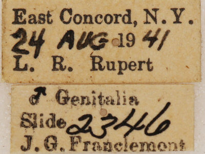 label view of adult Xestia dilucida