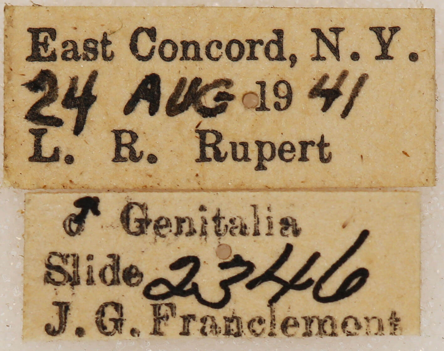 label view of adult Xestia dilucida