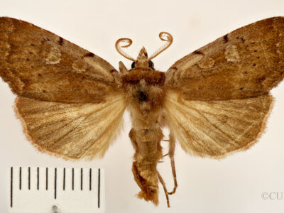 dorsal view of adult Xestia dilucida