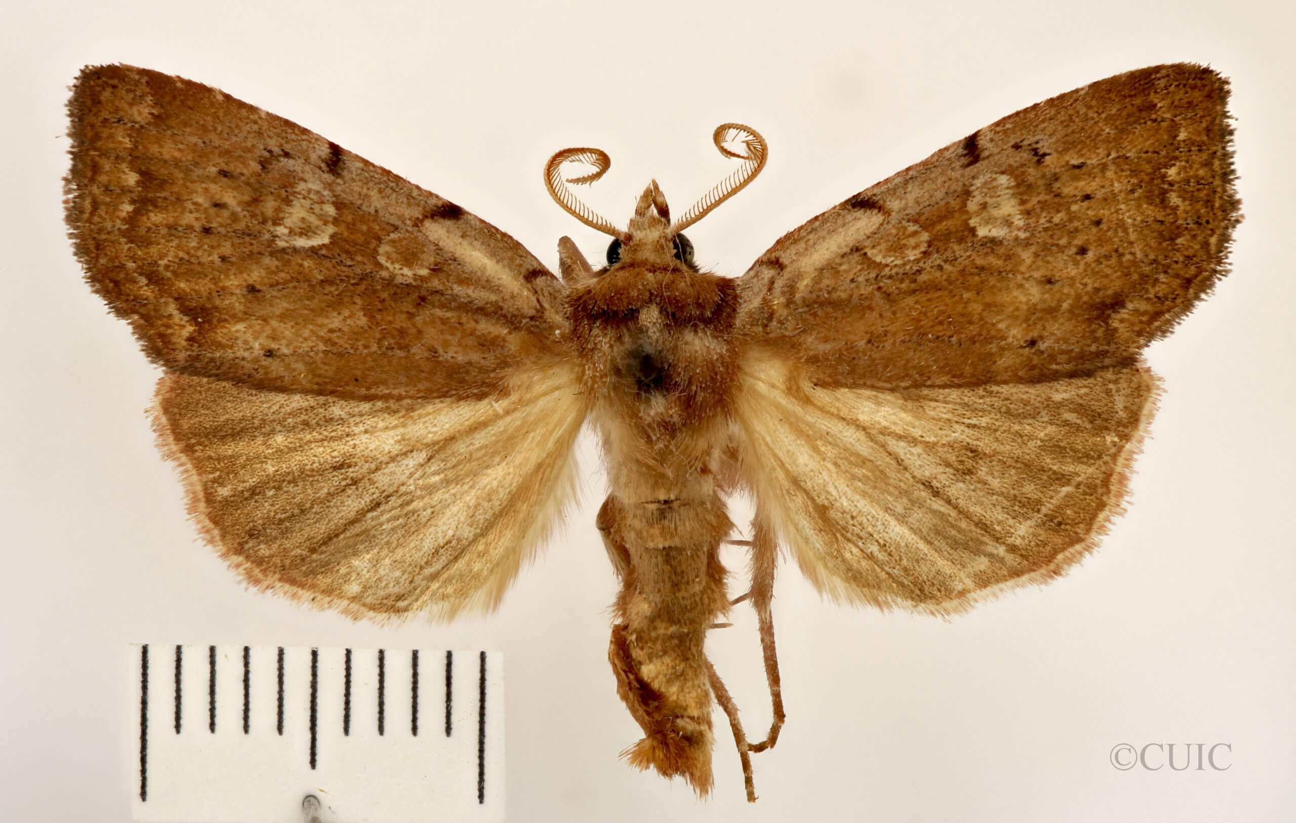 dorsal view of adult Xestia dilucida