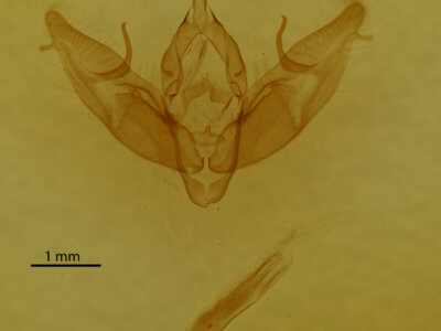 genitalia view of adult Xestia dilucida