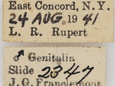 label view of adult Xestia dilucida