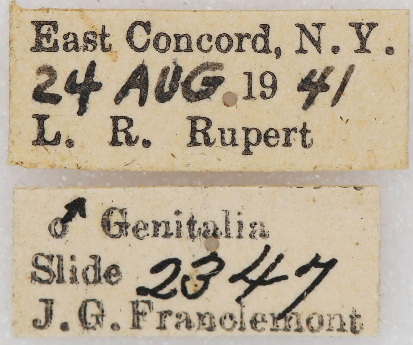 label view of adult Xestia dilucida