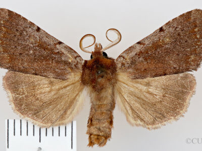 dorsal view of adult Xestia dilucida