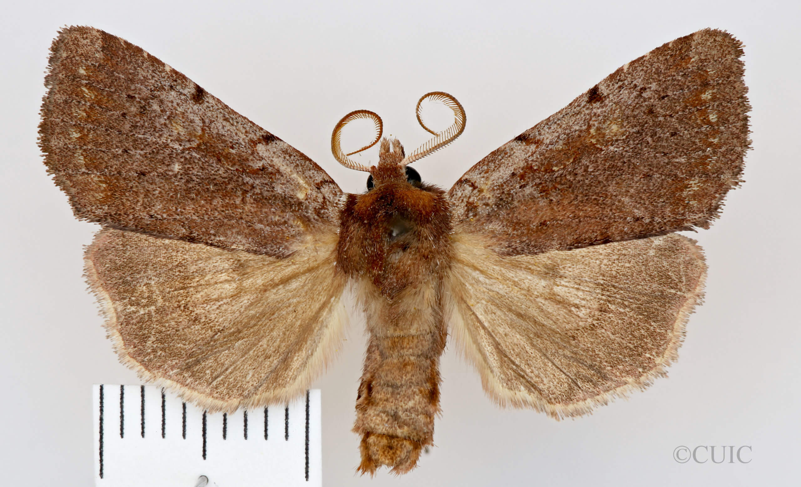dorsal view of adult Xestia dilucida