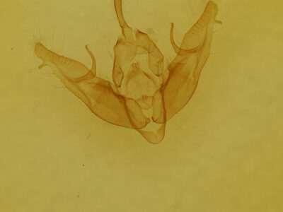 genitalia view of adult Xestia dilucida