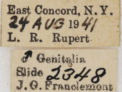 label view of adult Xestia dilucida