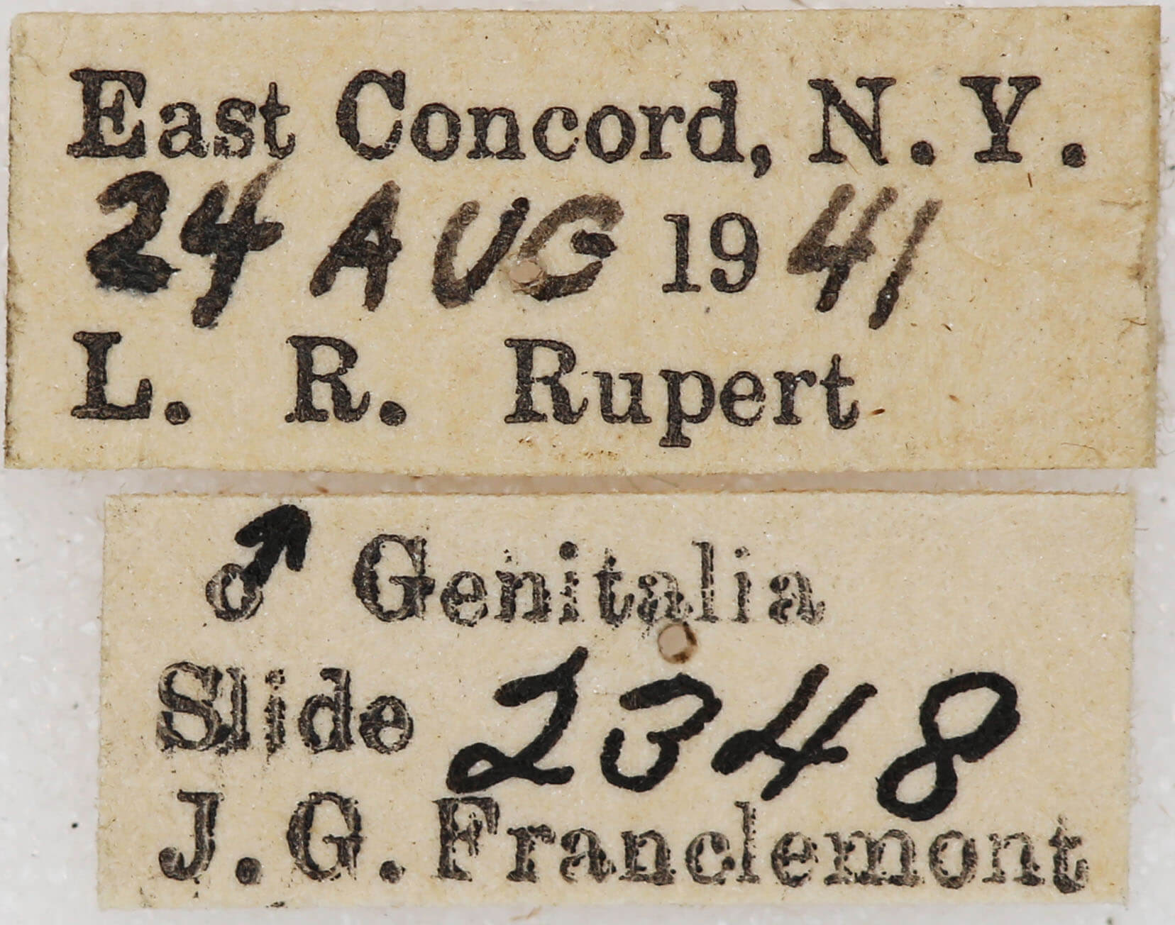 label view of adult Xestia dilucida