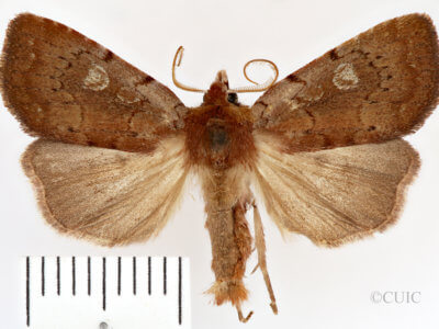 dorsal view of adult Xestia dilucida