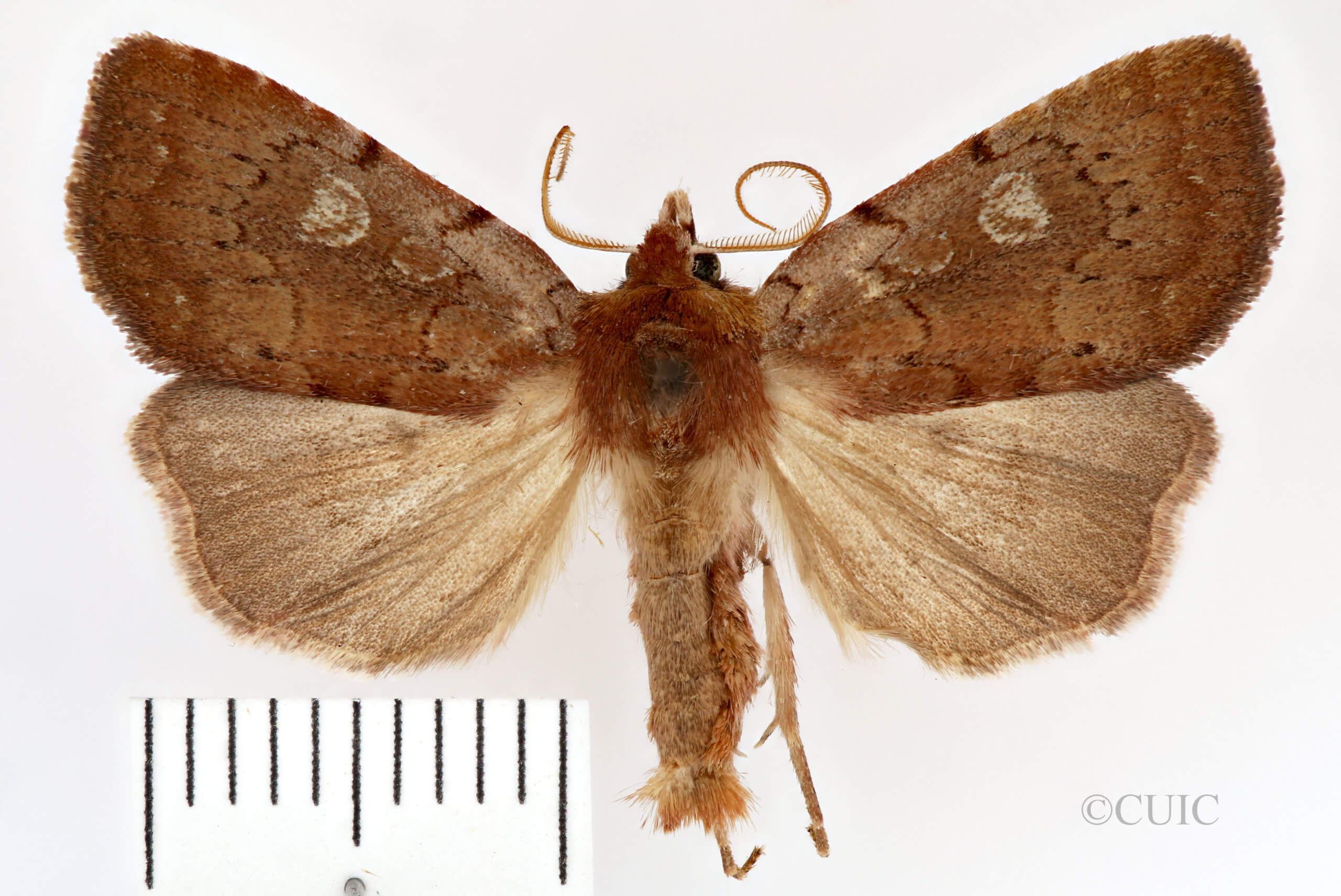 dorsal view of adult Xestia dilucida
