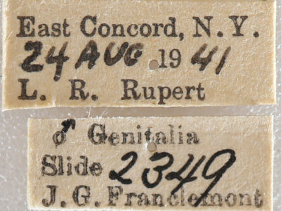 label view of adult Xestia dilucida