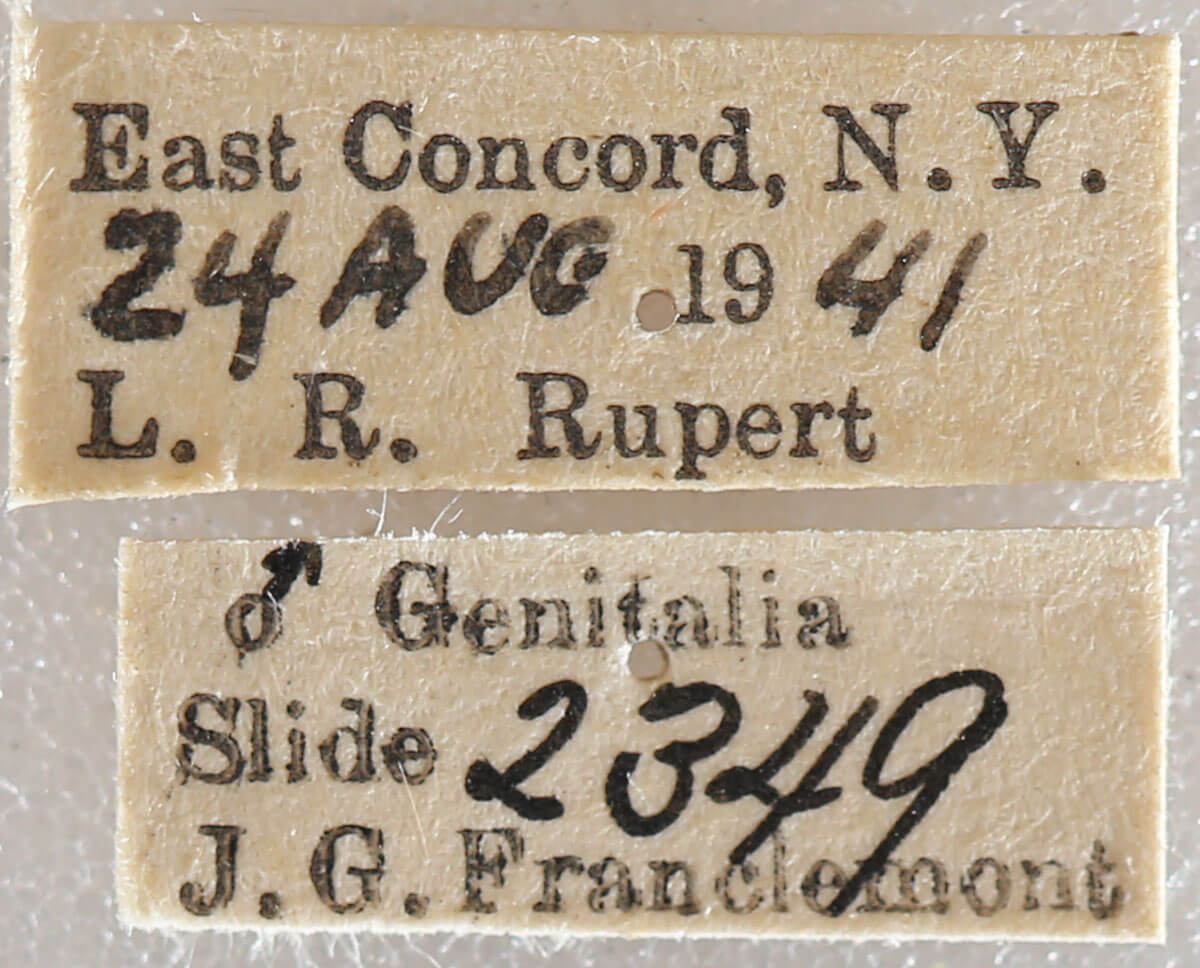 label view of adult Xestia dilucida