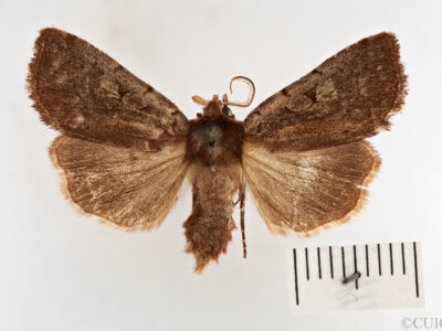 dorsal view of adult Xestia dilucida