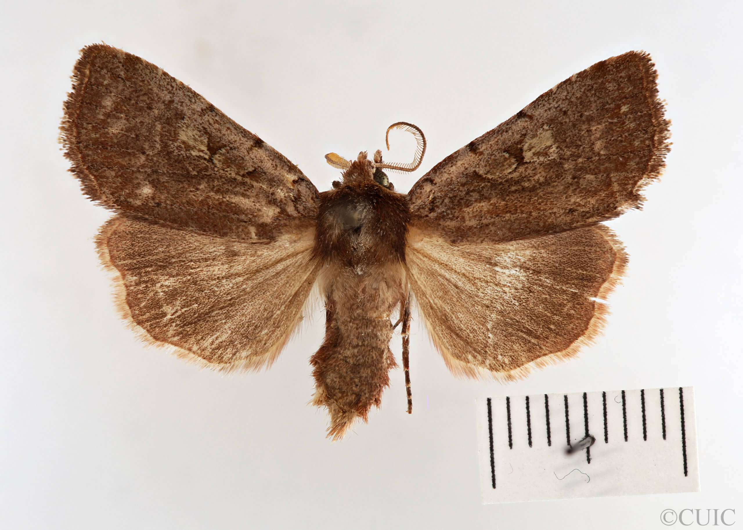 dorsal view of adult Xestia dilucida