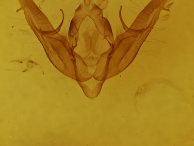 genitalia view of adult Xestia dilucida