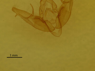 genitalia view of adult Xestia dilucida