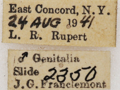 label view of adult Xestia dilucida