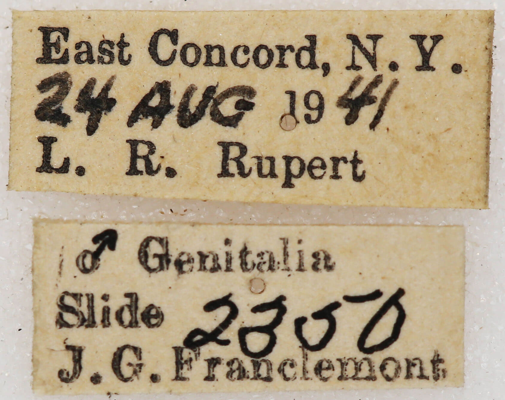 label view of adult Xestia dilucida