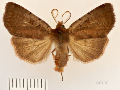 dorsal view of adult Xestia dilucida