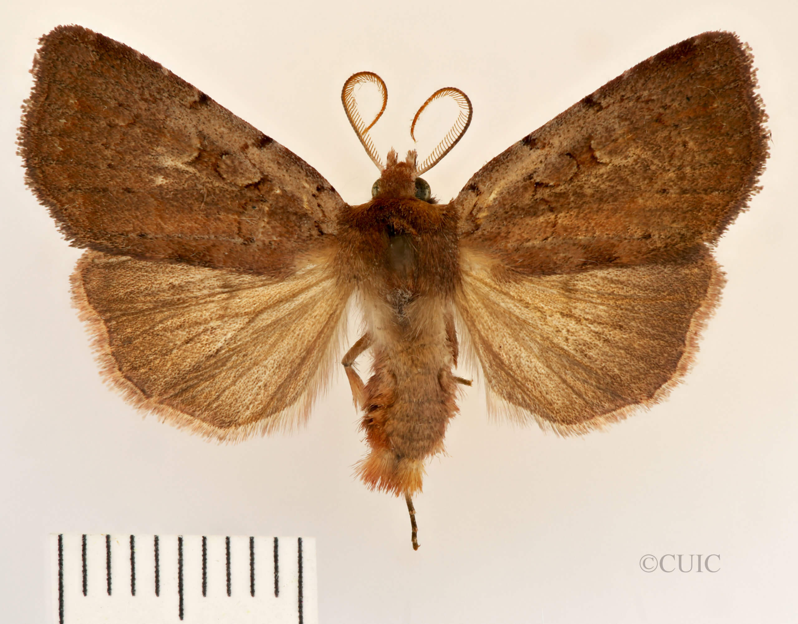 dorsal view of adult Xestia dilucida