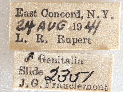 label view of adult Xestia dilucida