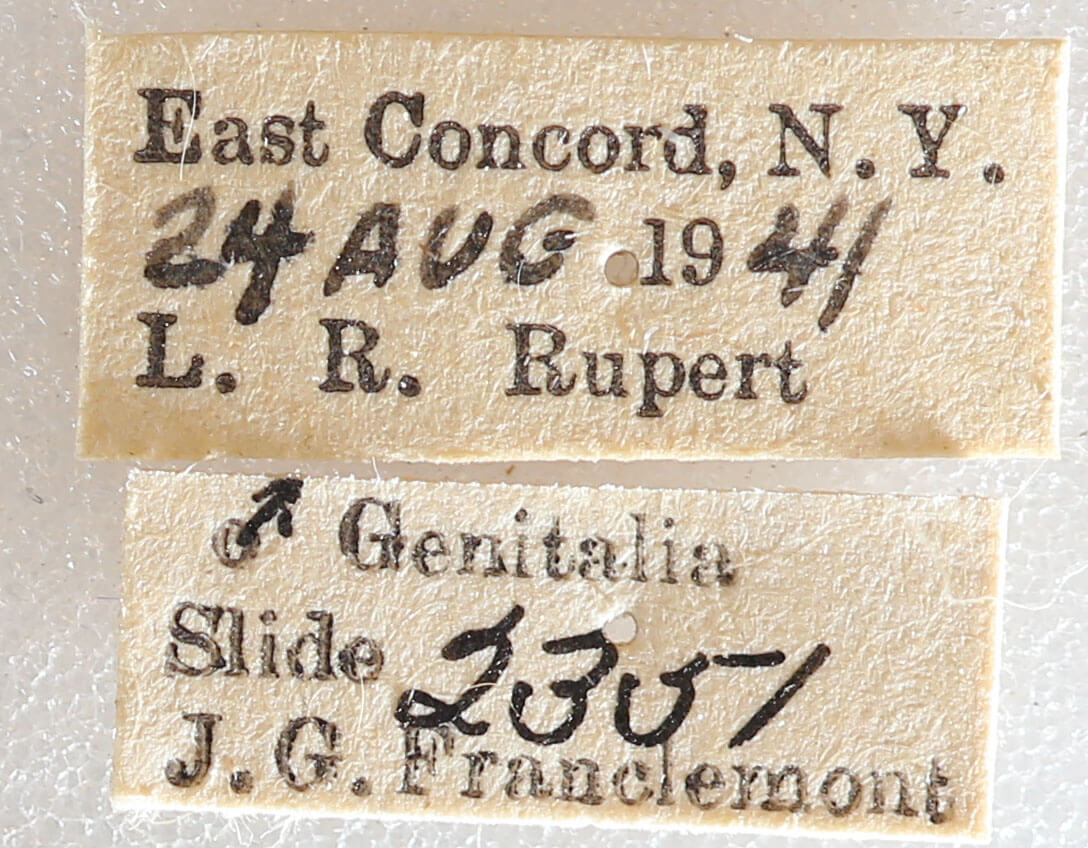 label view of adult Xestia dilucida