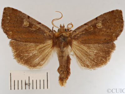 dorsal view of adult Xestia dilucida