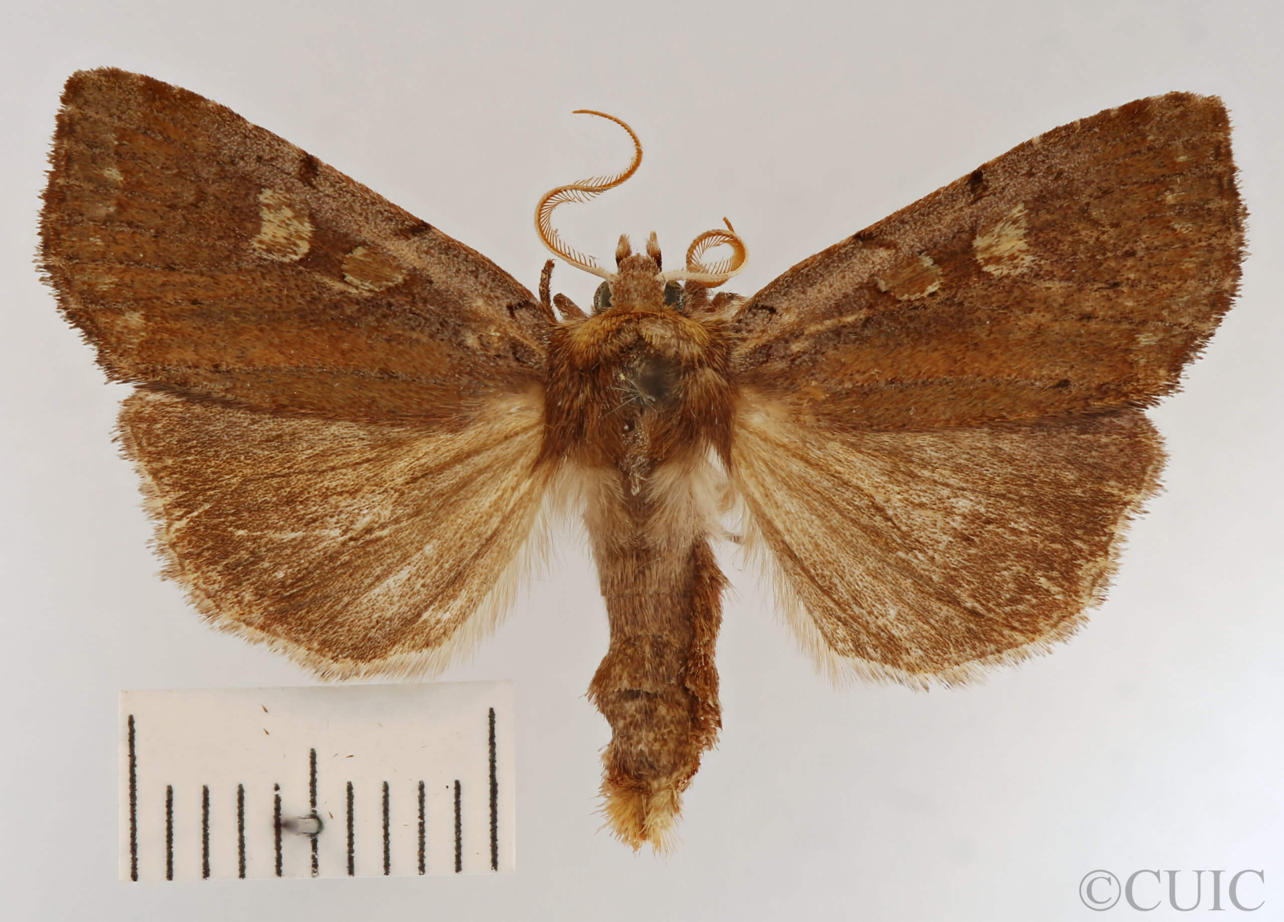 dorsal view of adult Xestia dilucida