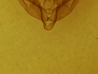 genitalia view of adult Xestia dilucida