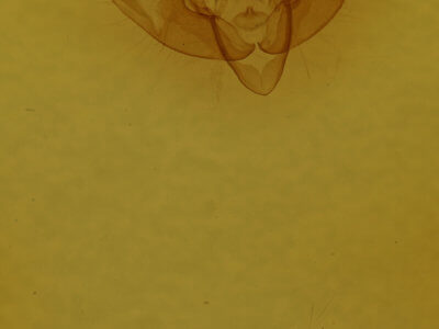 genitalia view of adult Xestia dilucida