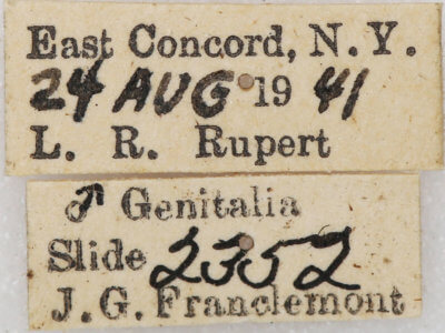 label view of adult Xestia dilucida