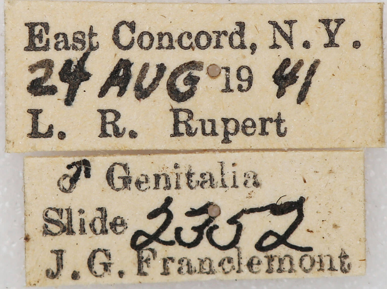 label view of adult Xestia dilucida