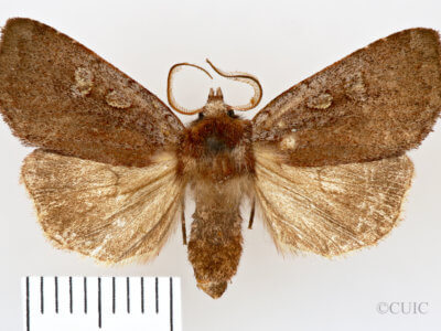 dorsal view of adult Xestia dilucida