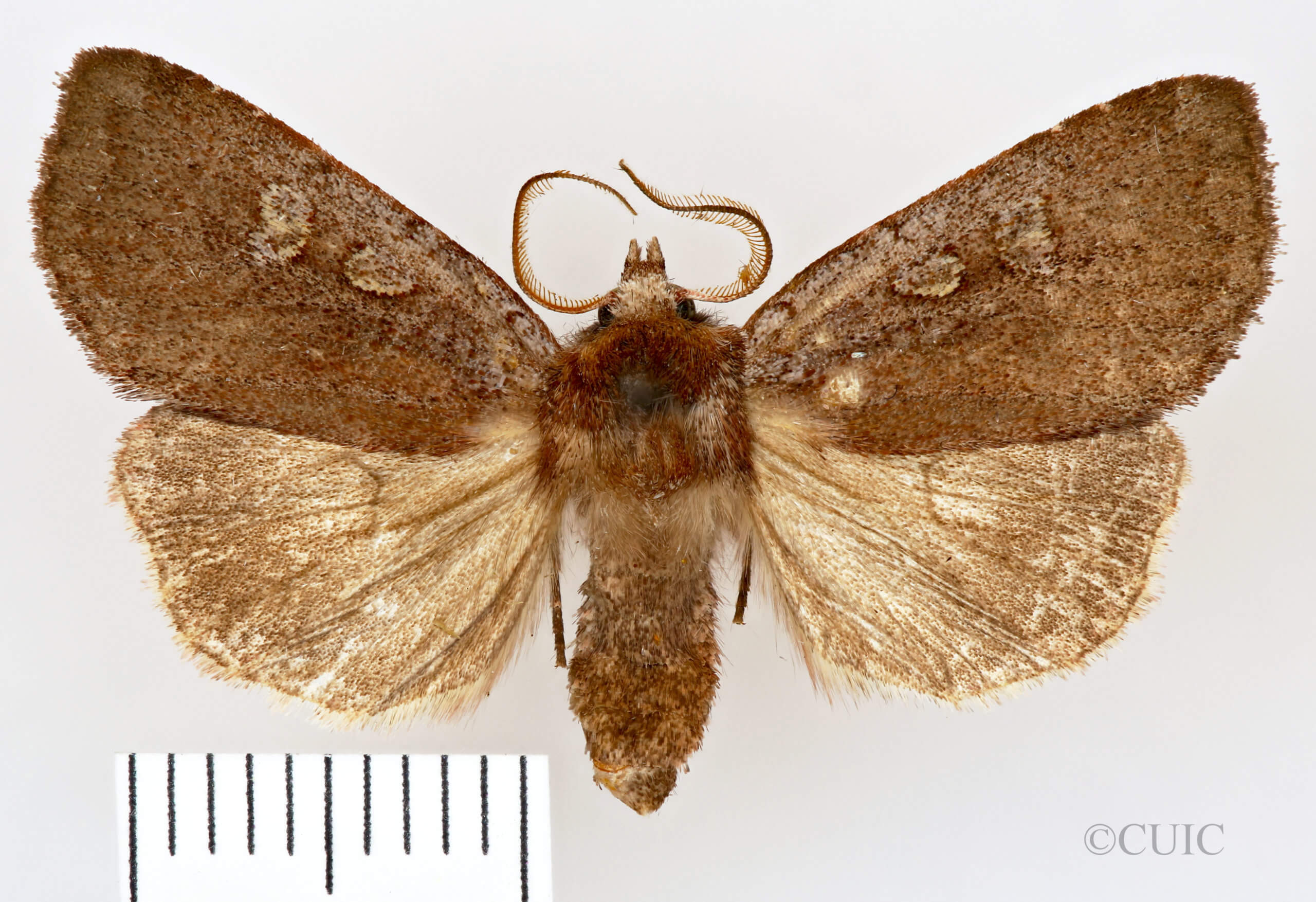 dorsal view of adult Xestia dilucida