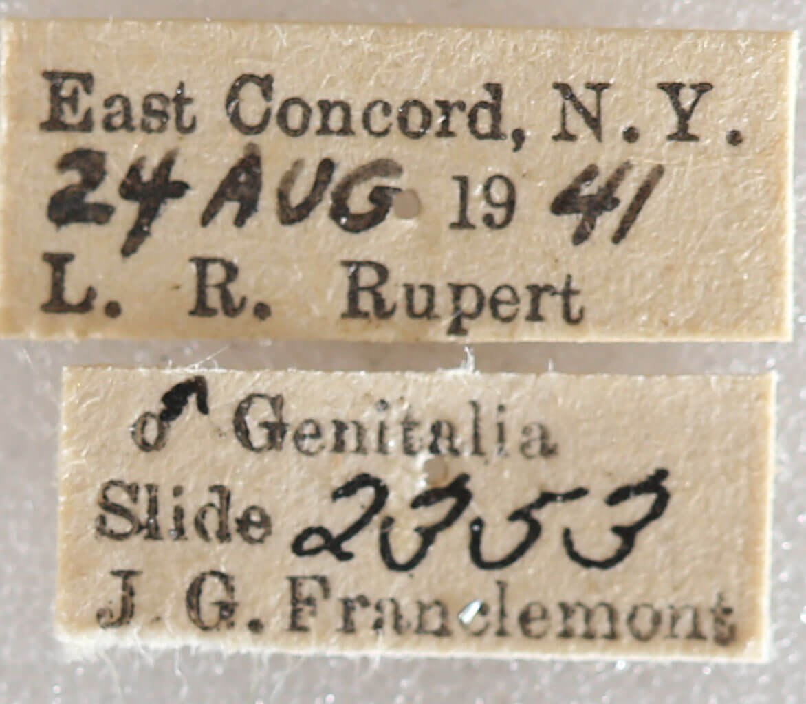 label view of adult Xestia dilucida
