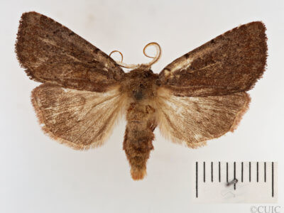 dorsal view of adult Xestia dilucida