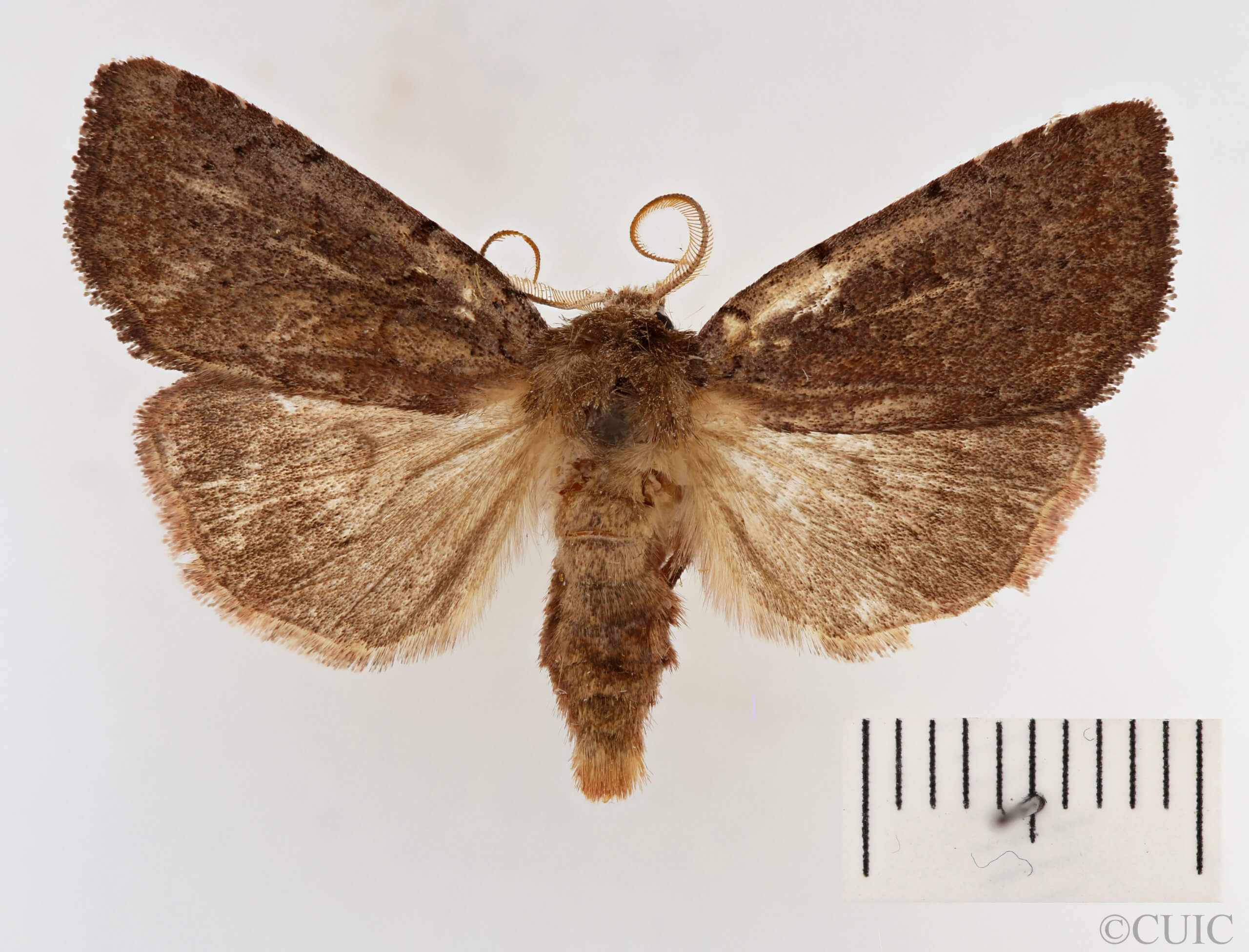 dorsal view of adult Xestia dilucida