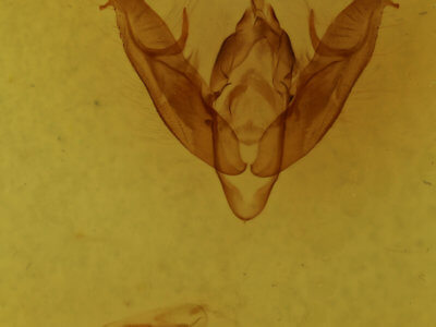 genitalia view of adult Xestia dilucida