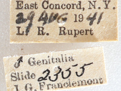 label view of adult Xestia dilucida
