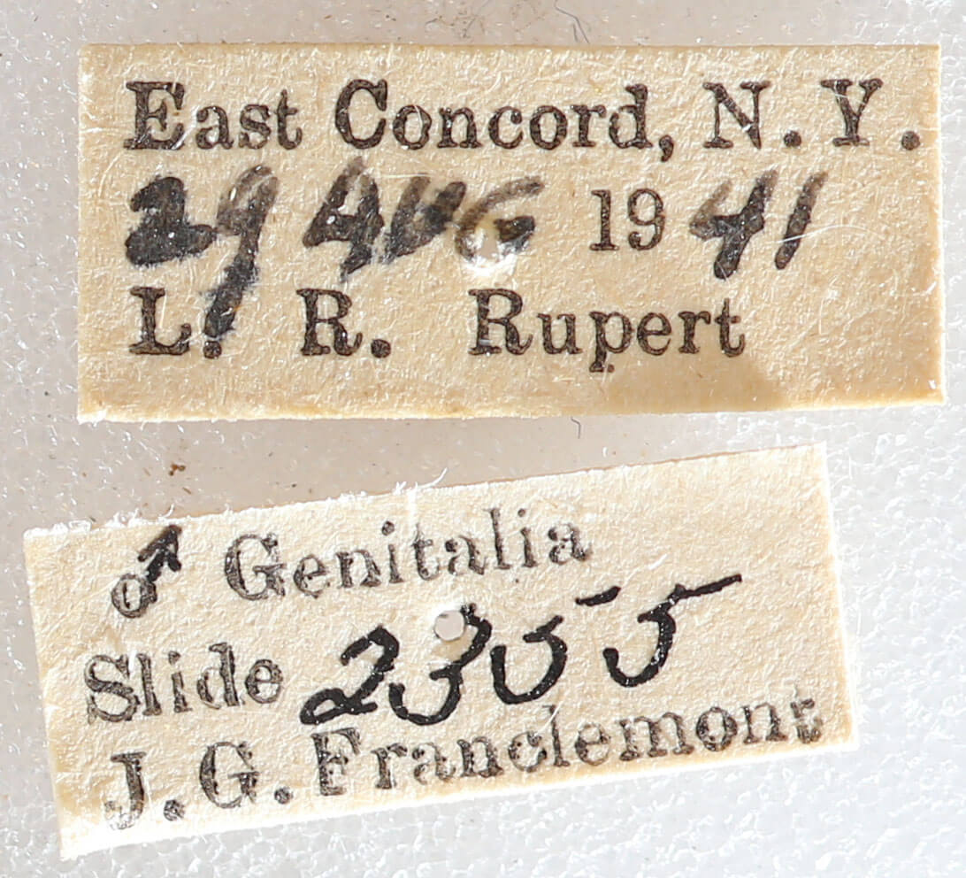 label view of adult Xestia dilucida