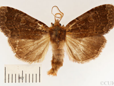 dorsal view of adult Xestia dilucida